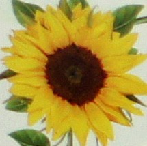 Sun Flower