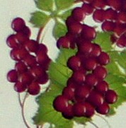 Grape